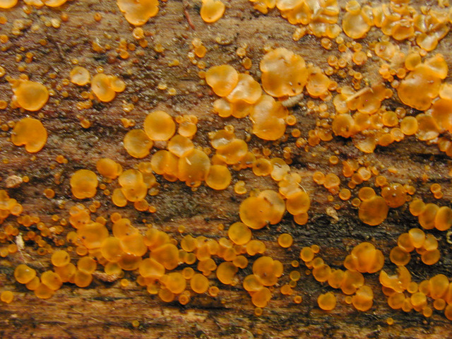 Orbilia_xanthostigma,I_MWS21305.jpg