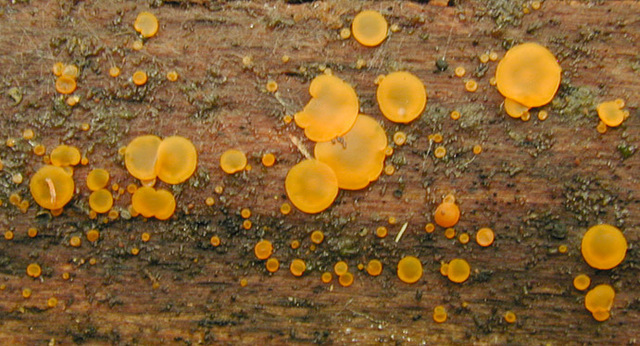 Orbilia_xanthostigma,I_MWS21304.jpg