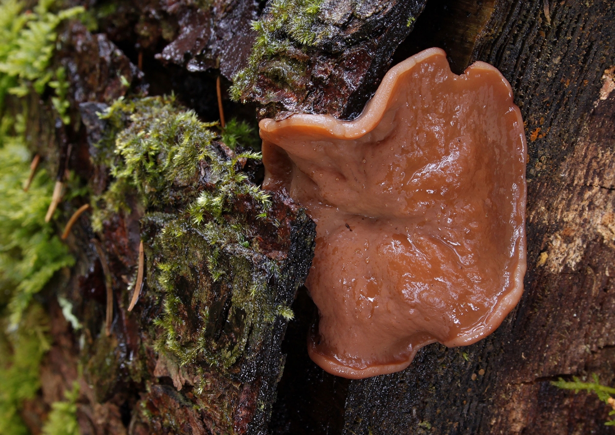 Discina_ancilis.jpg