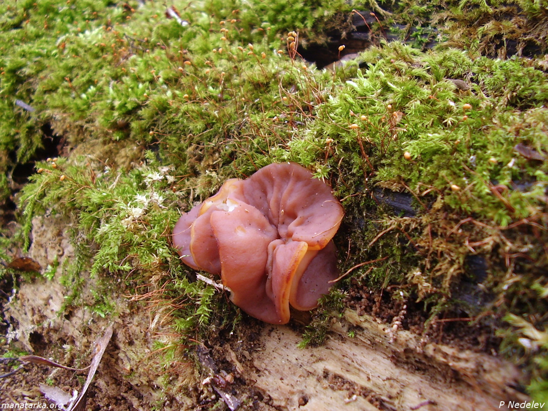 Discinaparma1.jpg