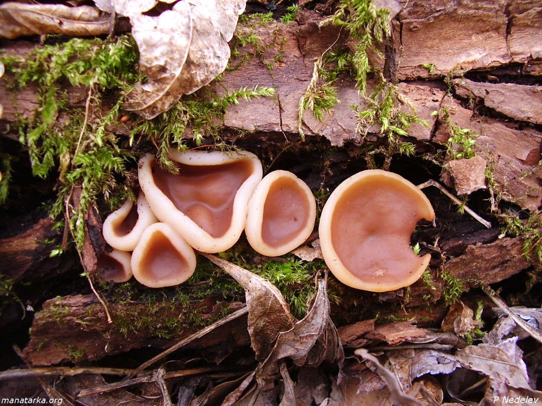 Discinaparma3.jpg