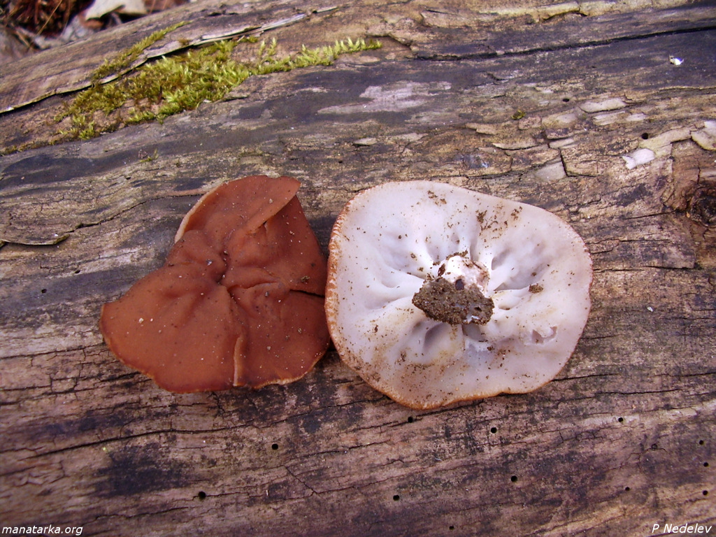 Discinaparma4.jpg