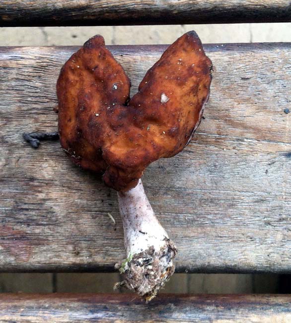 Gyromitra ambigua_0294.JPG