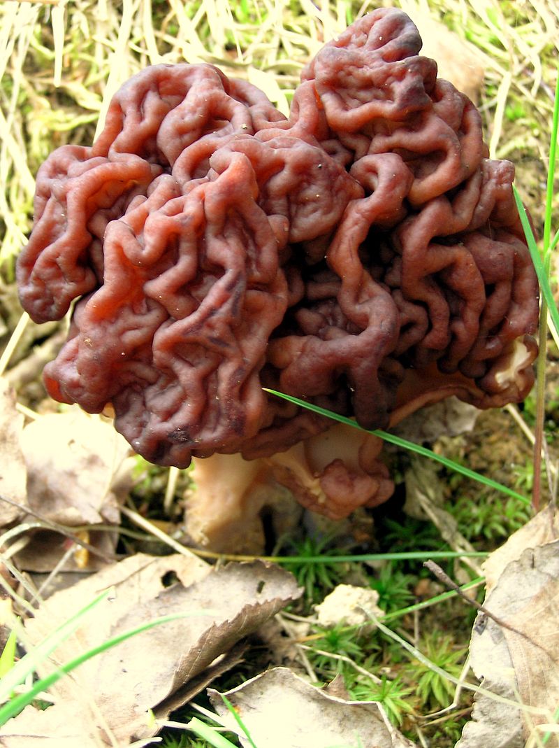 800px-Frühjahrslorchel.JPG