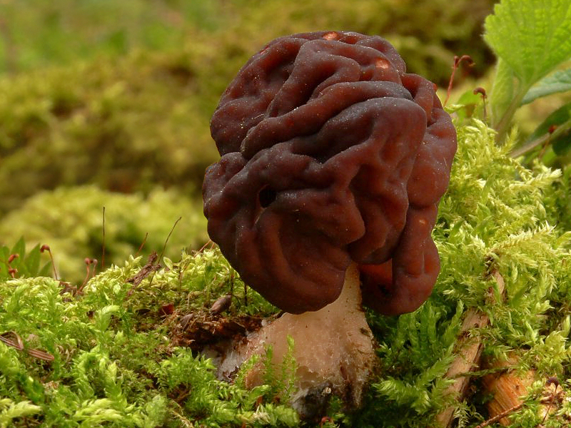 2007-04-02_Gyromitra_esculenta_cropped.jpg