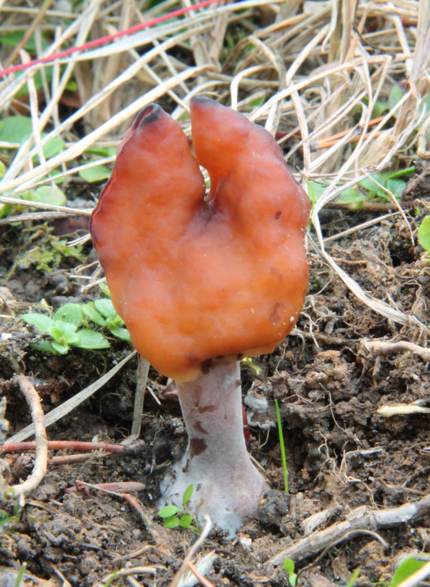 Gyromitra_infula_Sasata.jpg