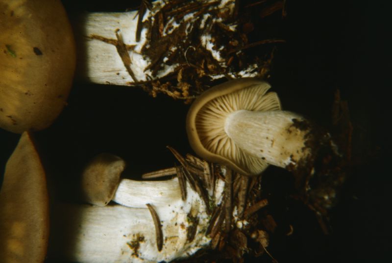 1707_F1.jpg