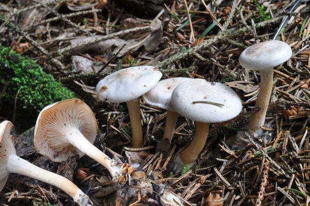 jcs-clitocybe-candicans-50637.jpg