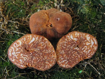 Hydnotrya-tulasnei-03-a.jpg