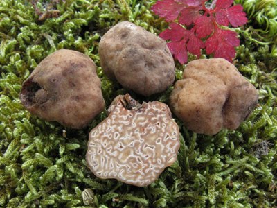 Hydnotria-tulasnei-(4).jpg