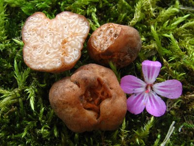 Hydnotrya-tulasnei-(4)A.jpg