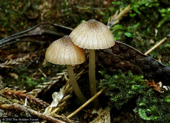 entol22b.jpg