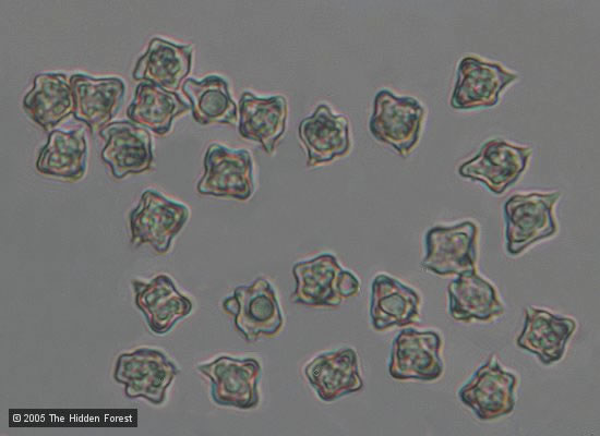 entol22ms.jpg