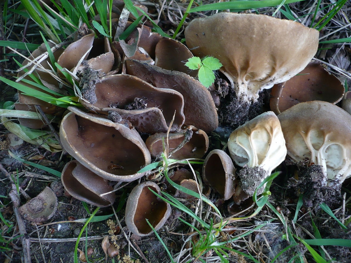 1280px-Helvella_acetabulum_47980.jpg