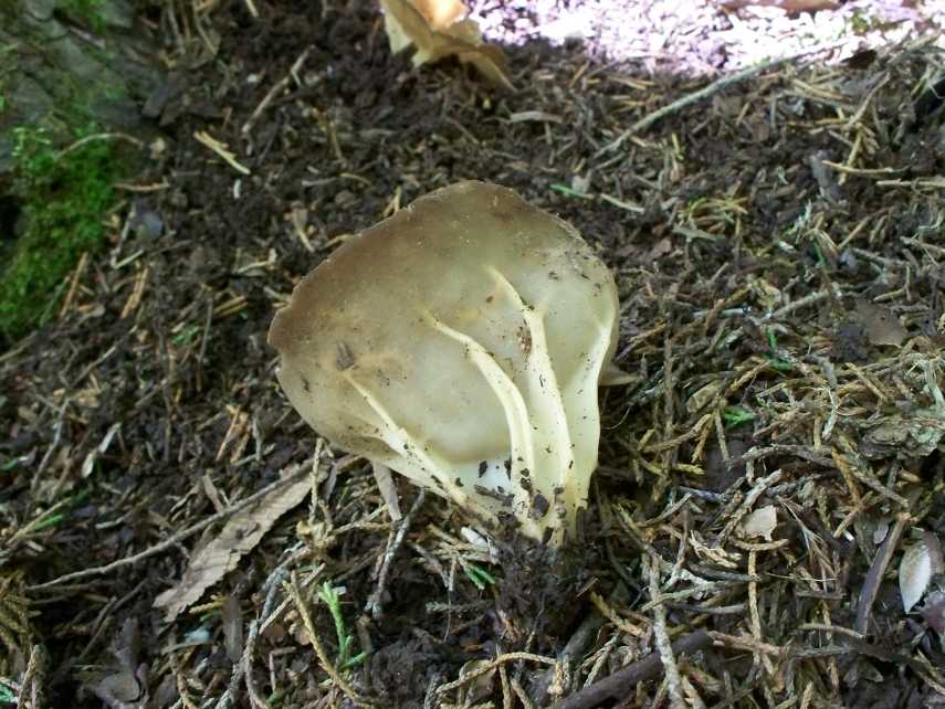 Helvella_acetabulum.jpg
