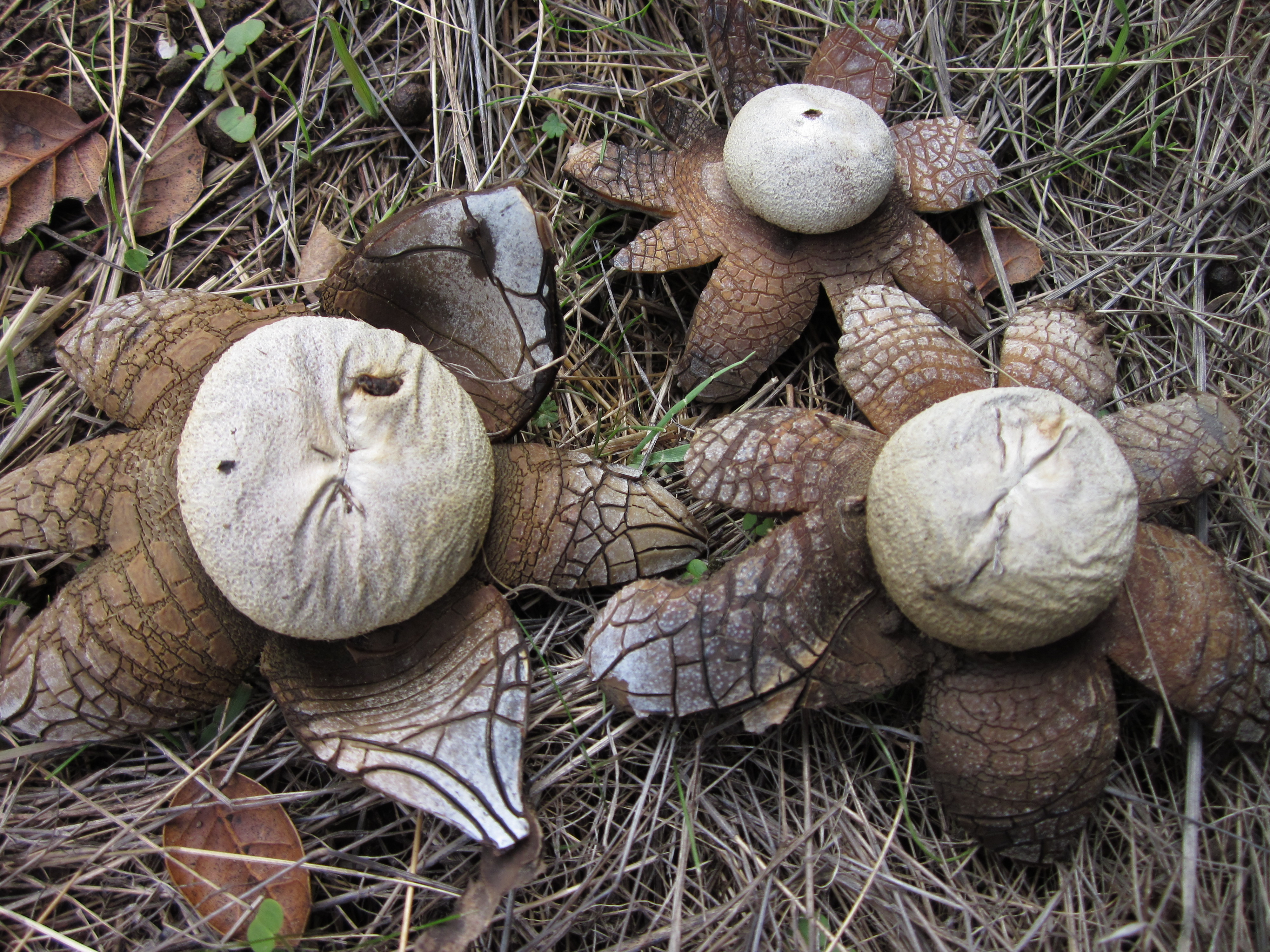 Astraeus_hygrometricus_122239.jpg