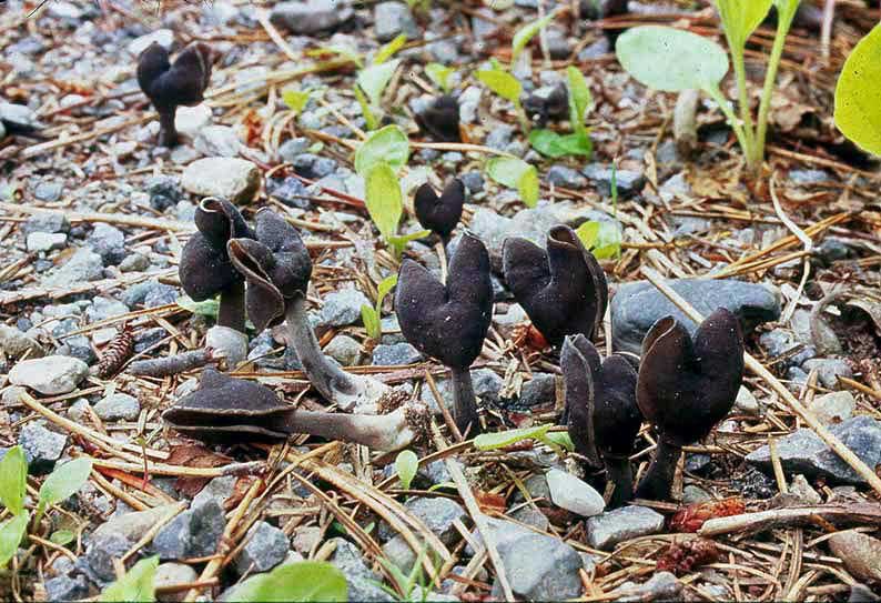 Helvella atra 1 Andrew Parker.jpg