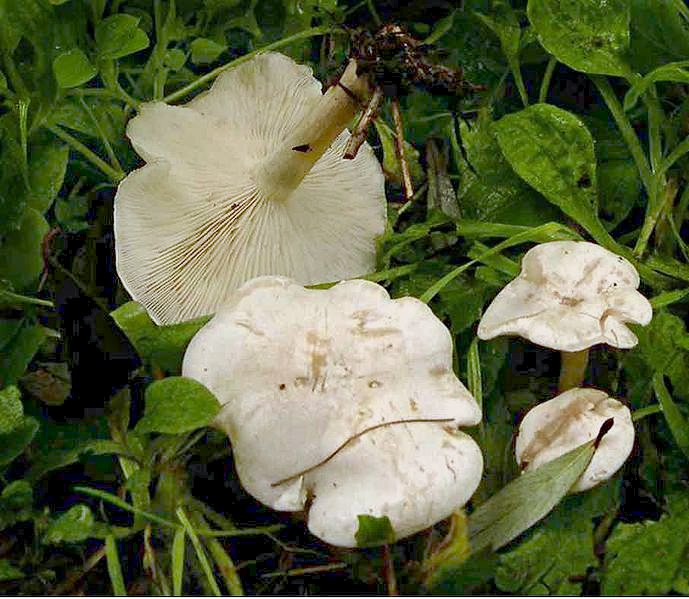 Clitocybe_dealbata_1.jpg