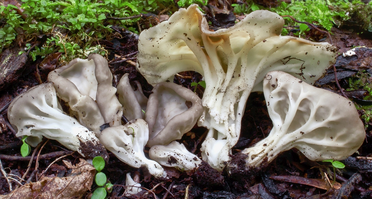 Helvella_costifera_246766.jpg