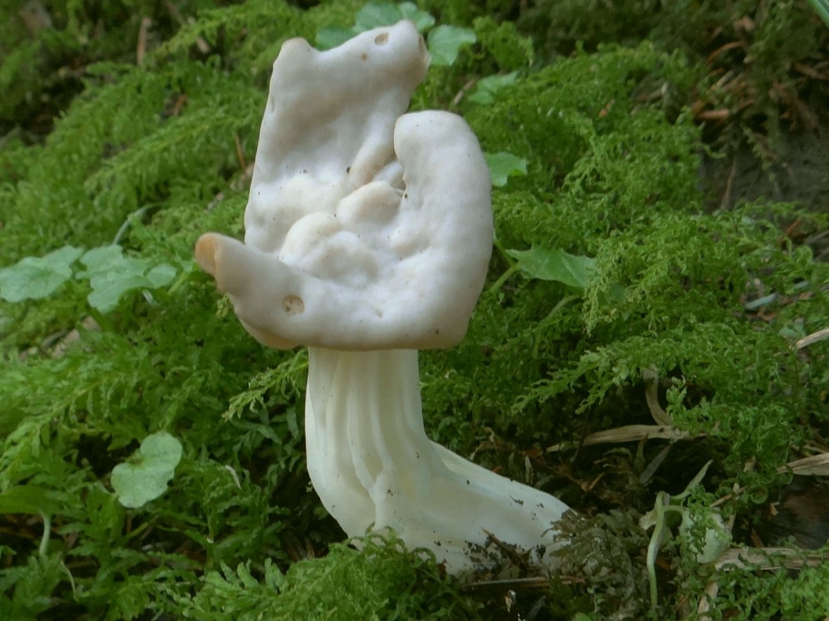 Helvella_crispa_a1_(3).JPG