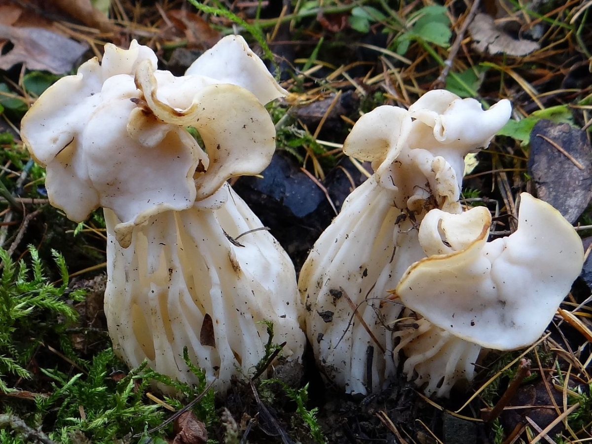 1280px-Helvella_crispa_G3.1.jpg