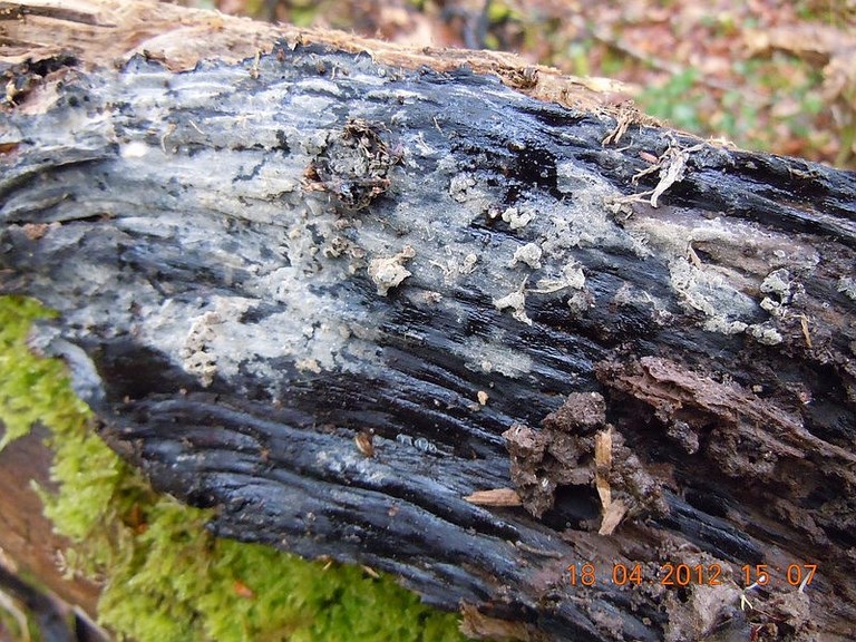 dscn6568-2.jpg