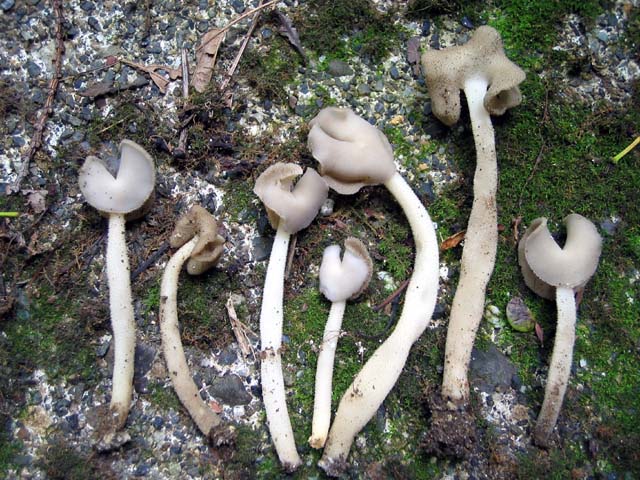 Helvella_ephippioidesL.jpg