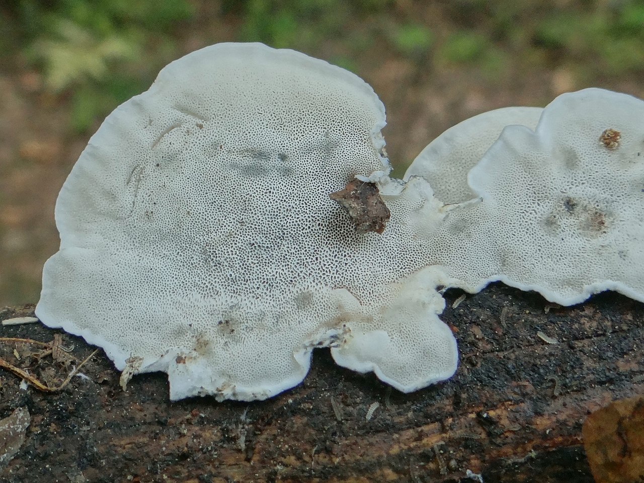 1280px-Postia_guttulata_a1_(1).JPG
