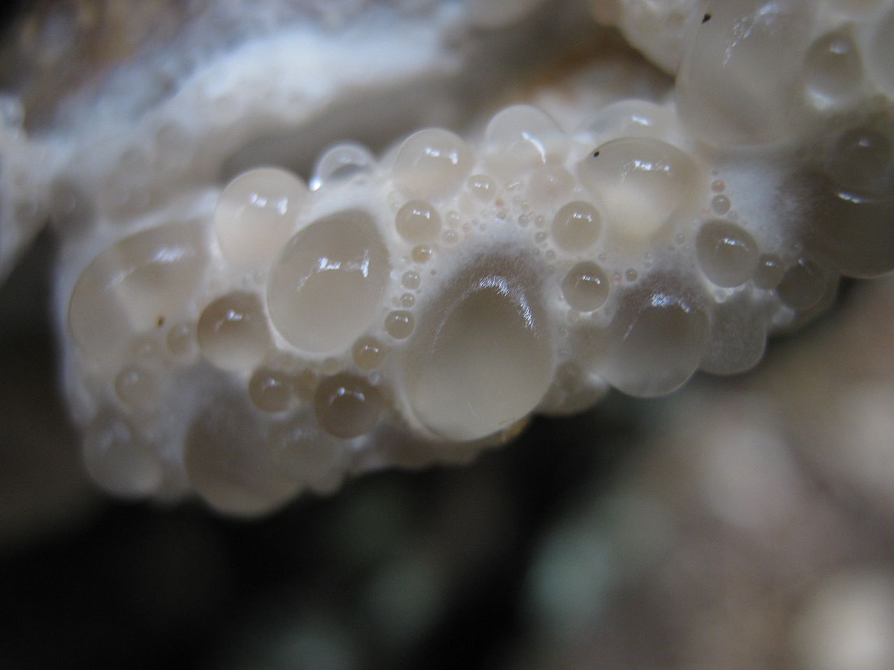 1280px-2010-06-12_Oligoporus_guttulatus_89147.jpg