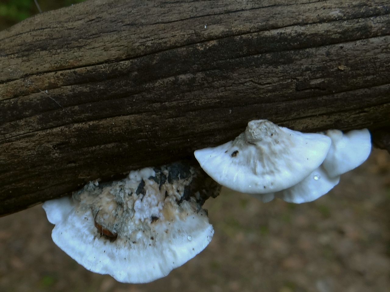 Postia_guttulata_a1_(3).JPG