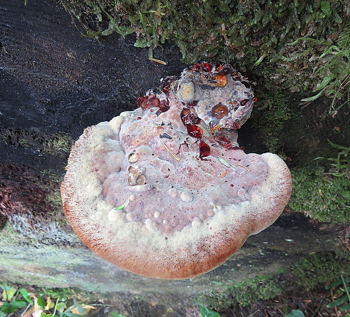 Oligoporus_guttulatus_-_Flickr_-_Dick_Culbert_(1).jpg