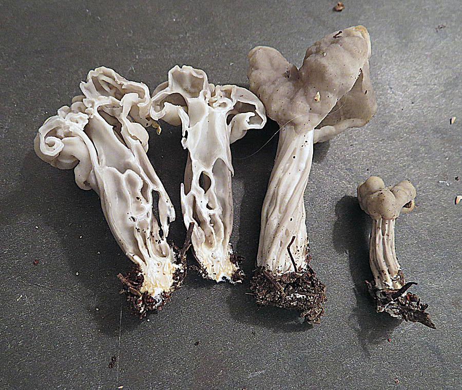 Helvella_lactea_(32841908675).jpg