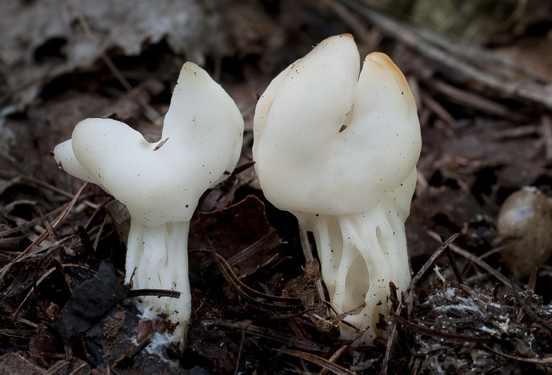 Helvella lactea.jpg