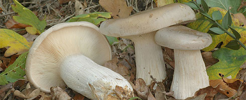 ClitocybeNebularis.jpg