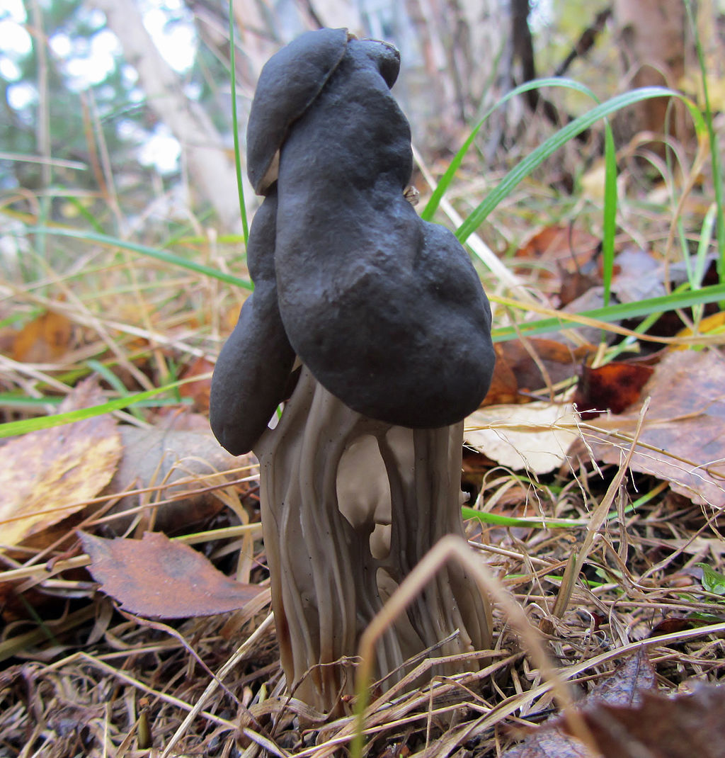 Helvella_lacunosa_-_Mustamörsky,_Svart_hattmurkla,_Slate_grey_saddle_C_IMG_0362.JPG