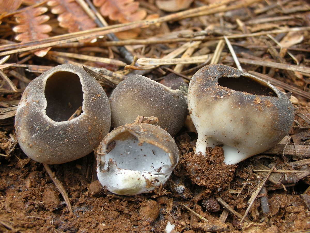 1280px-Helvella_leucomelaena_MO.jpg