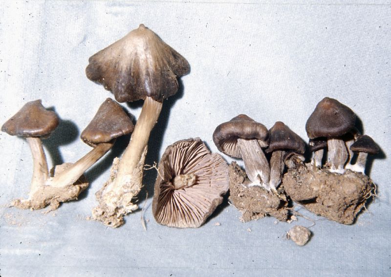 5800_F1.jpg