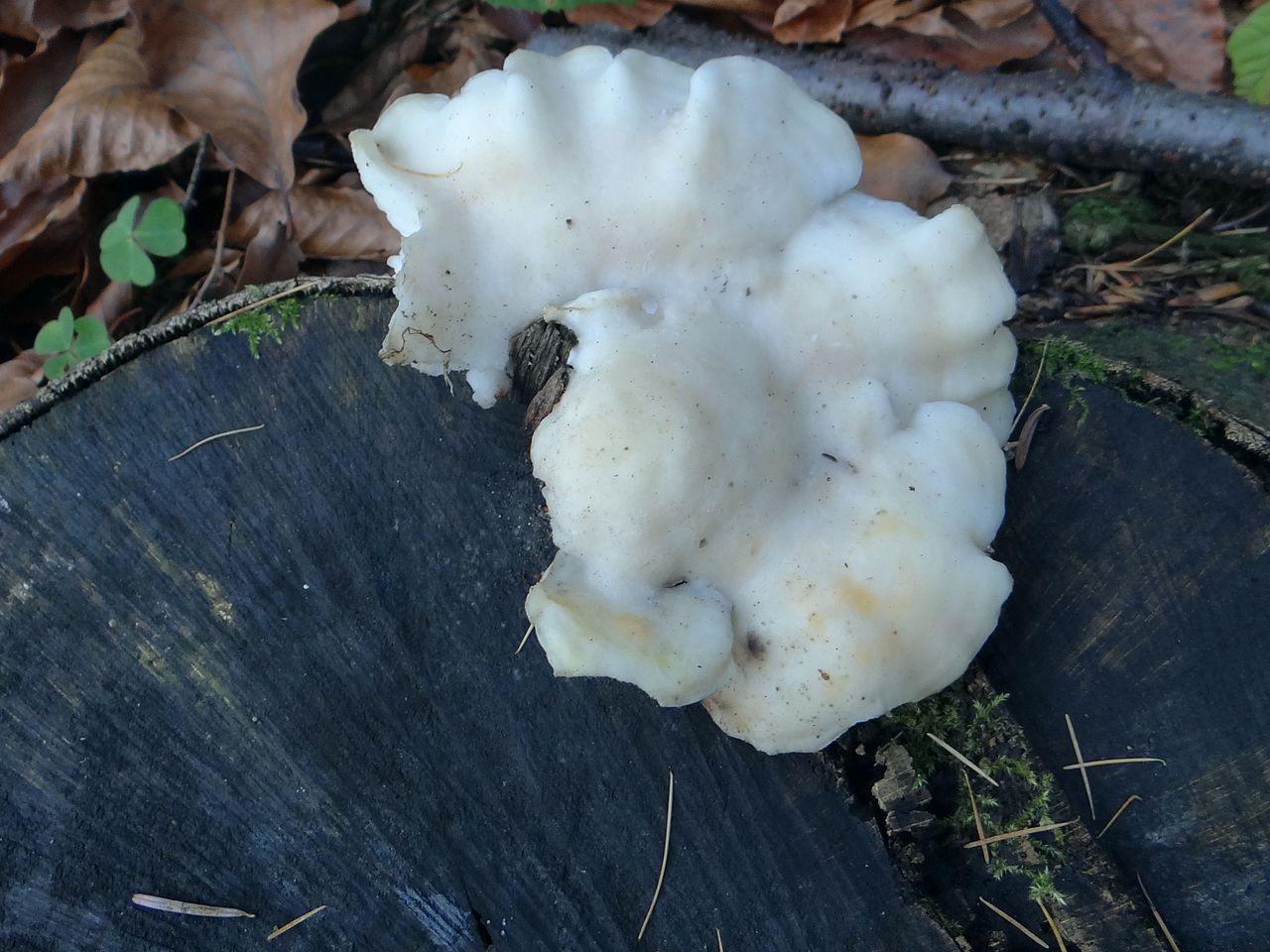 Postia_tephroleuca_G3.2.jpg