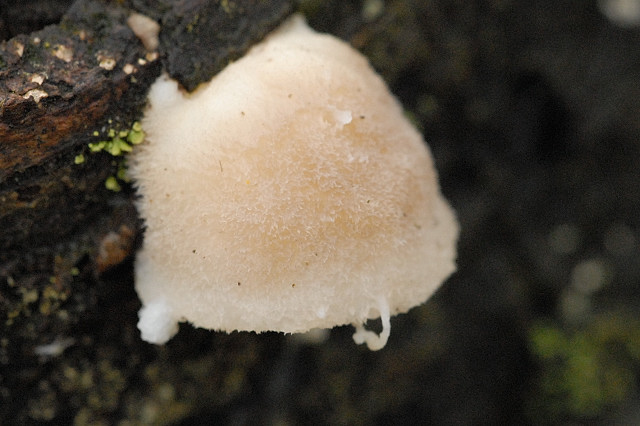 Postia.tephroleuca.-.lindsey.jpg