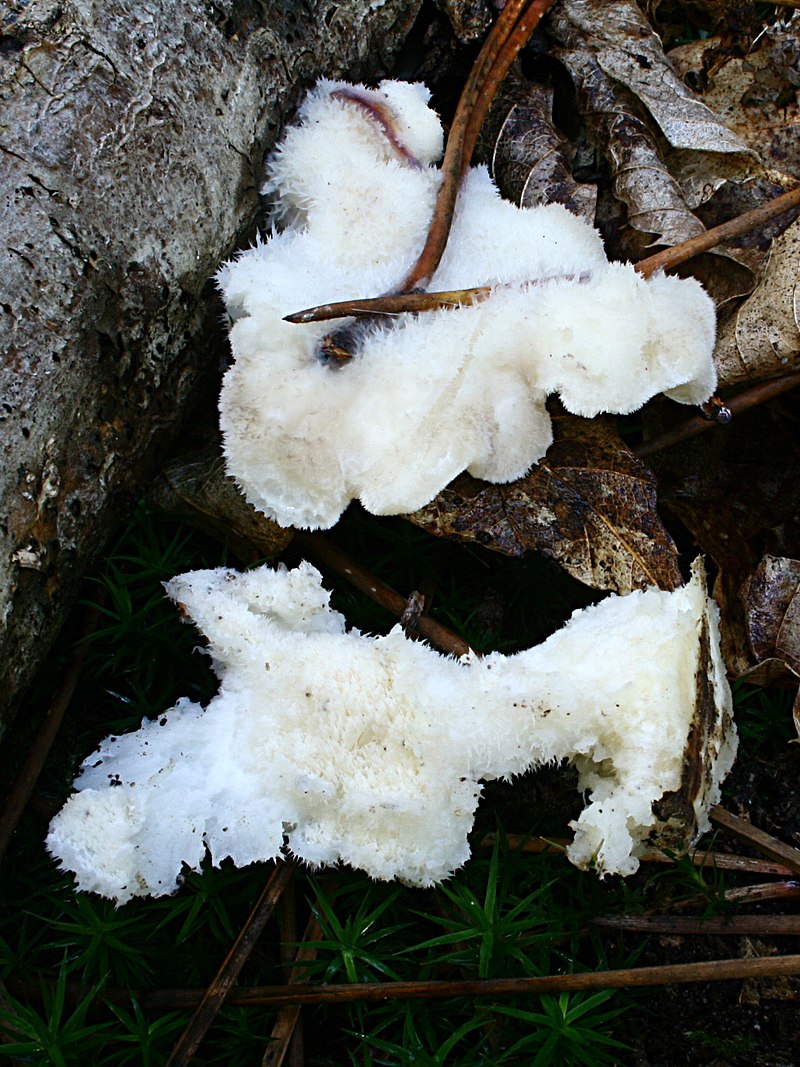 800px-Postia_tephroleuca_170918wb.JPG