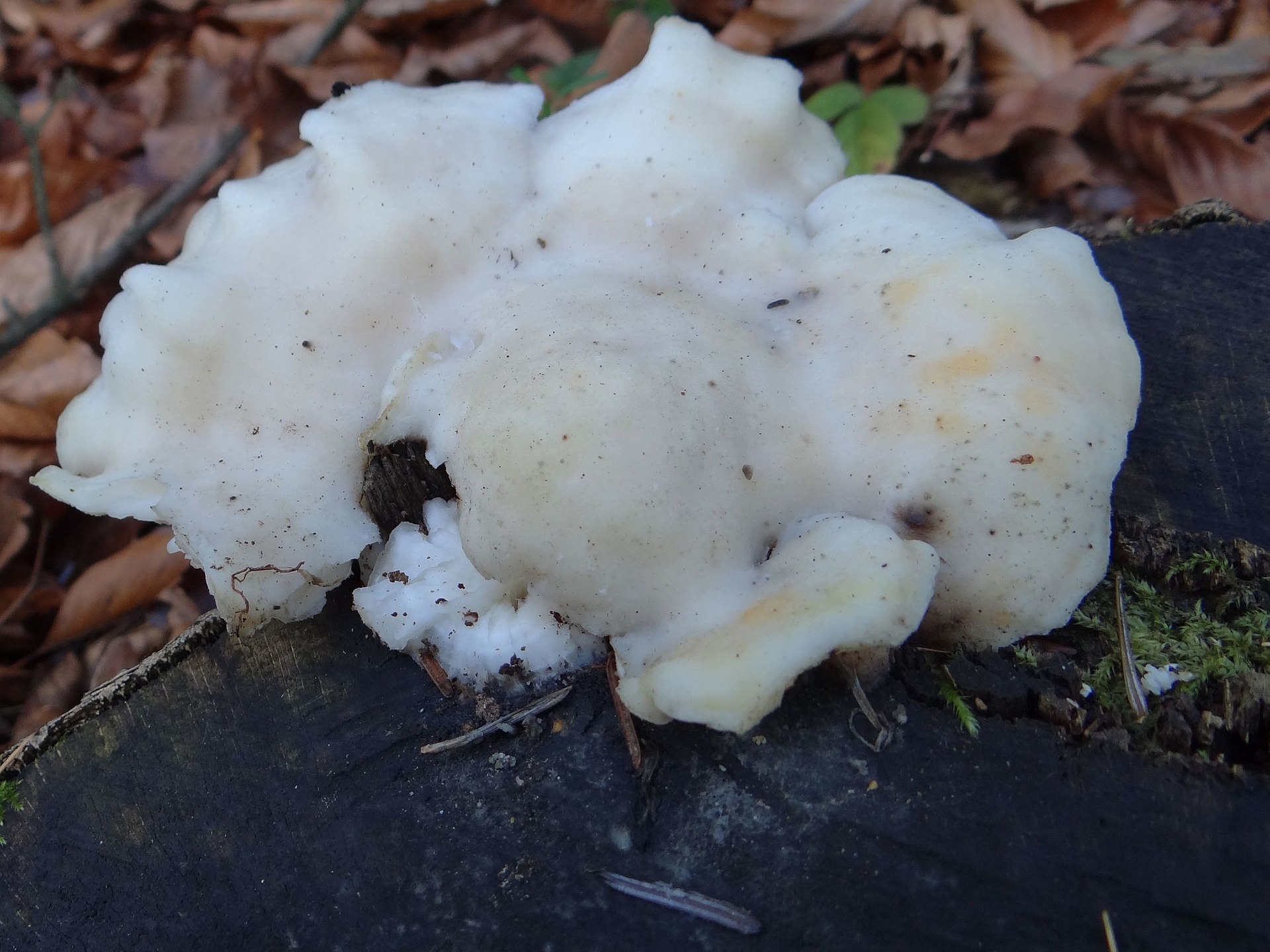 Postia_tephroleuca_G3.jpg