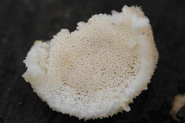 Postia.tephroleuca2.-.lindsey.jpg