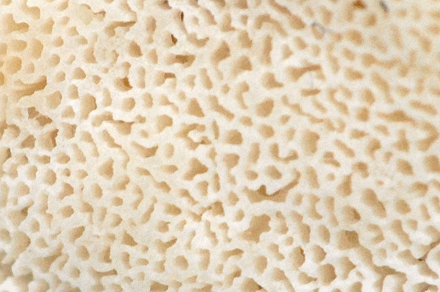 Postia.tephroleuca3.-.lindsey.jpg