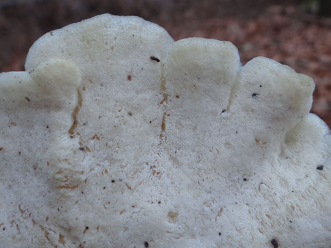 Postia_tephroleuca_G3.1.jpg