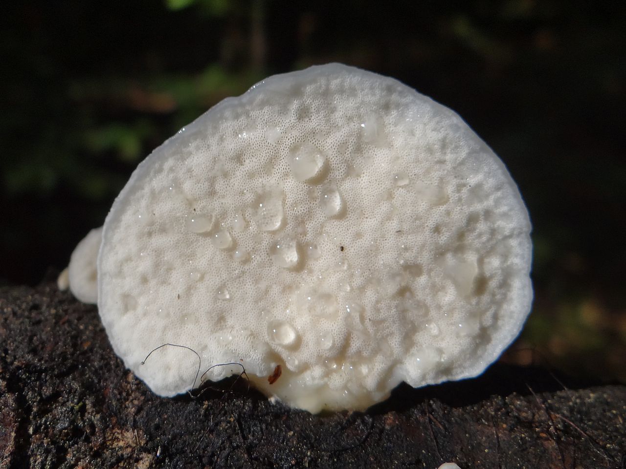 Postia_tephroleuca_G4_(4).JPG