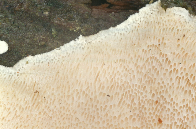 20p.jpg