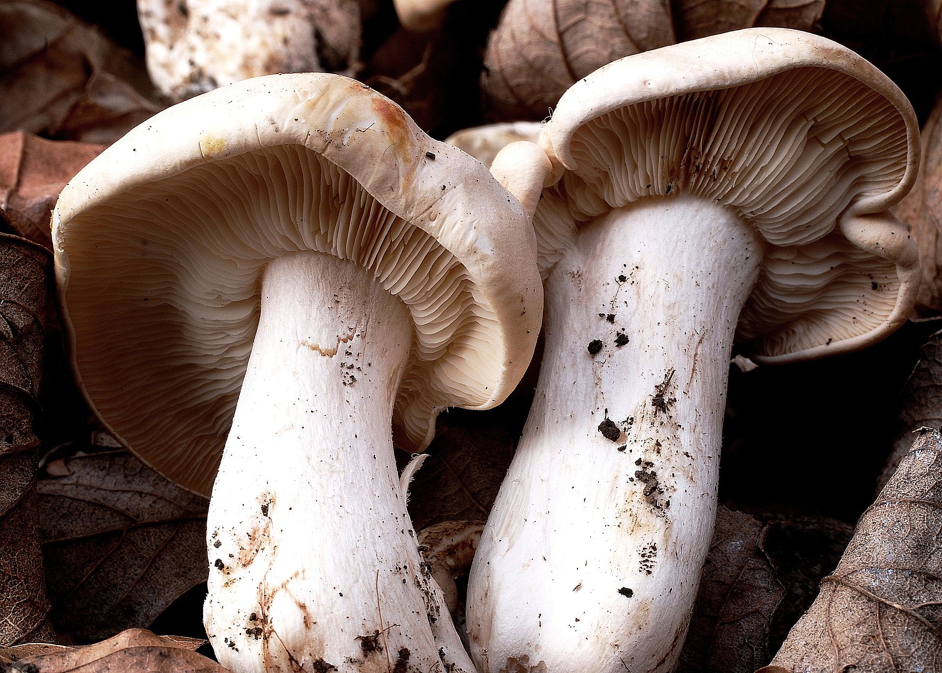 St_George's_mushrooms.jpg