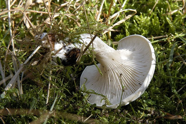 Clitocybe_dealbata_2_-_Lindsey.jpg