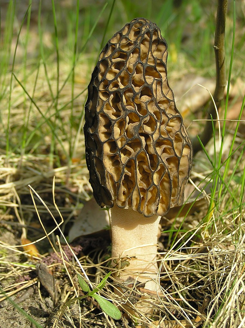 800px-Morchella_conica_1_beentree.jpg