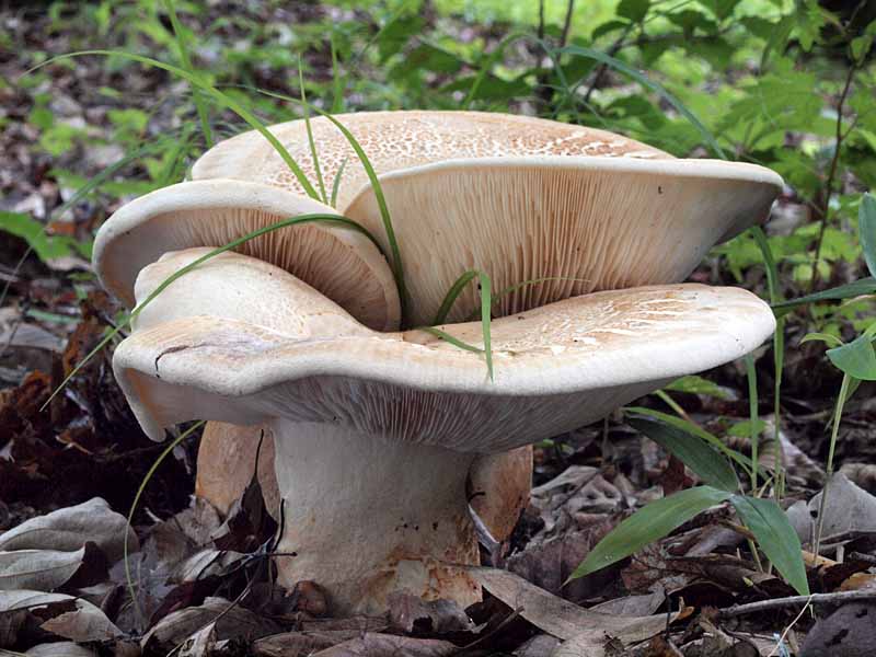 mureooichoutake19.jpg